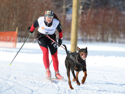 Koira vetää hiihtäjää. Kuva Mari Moisala
